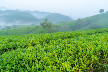 Fototapeta na wymiar Green tea plantation at early morning