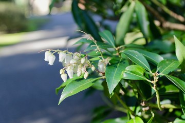 snowdrop flowers