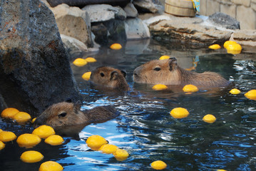 カピパラ温泉