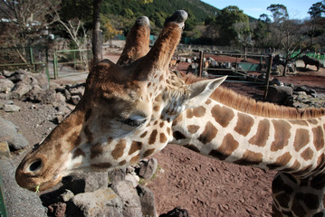 Obraz premium 網目キリンアップ