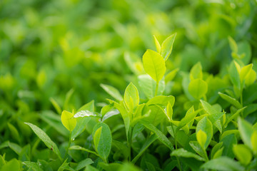 Green tea buds and leaves at early morning on plantation