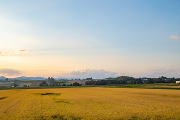 Obraz premium sunset over rice field, Furano, Hokkaido, Japan