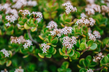 Crassula ovata. Close up of flowers on a jade plant crassula ovata