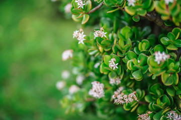 Crassula ovata. Close up of flowers on a jade plant crassula ovata