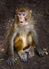 Qianning Macaque