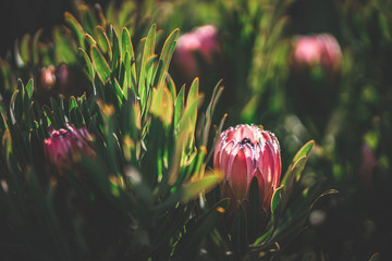 King protea plant. A king protea plant (Cynaroides) starting to bloom