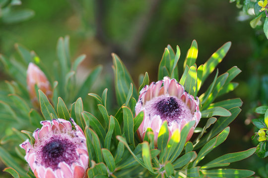King protea plant. A king protea plant (Cynaroides) starting to bloom