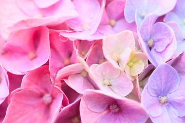 Fototapeta na wymiar Pink hydrangea flowers and water drops