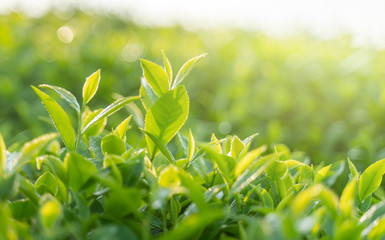 Green tea buds and leaves at early morning on plantation - obrazy, fototapety, plakaty