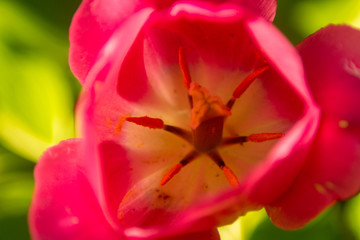 Fototapeta na wymiar closeup of red flower