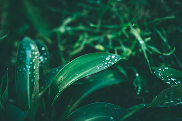 tropical leaf with rain droplets, dark green foliage texture backgrounds