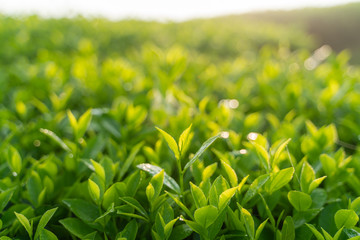 Green tea buds and leaves at early morning on plantation