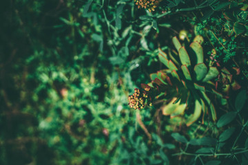 Potted succulent or fat plants