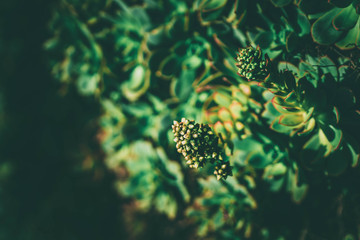 Potted succulent or fat plants