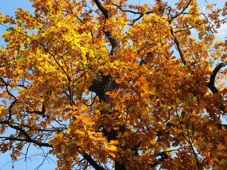 Beautiful view from the bottom up on the crowns of oak trees in the Golden autumn.