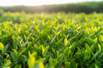 Green tea buds and leaves at early morning on plantation