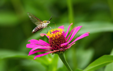 Humming bird Hawk-Moth Butter Fly