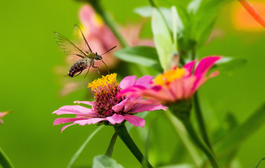 Humming bird Hawk-Moth Butter Fly