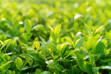 Green tea buds and leaves at early morning on plantation