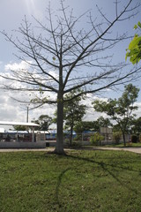 Fototapeta premium Tree