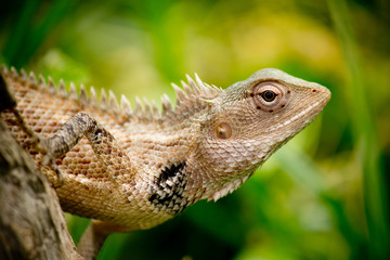 lizard on tree