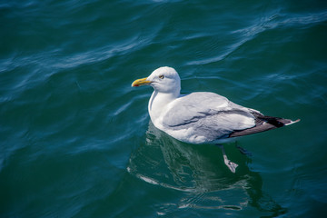 Herring sea gull wimming in the blue ocean waters