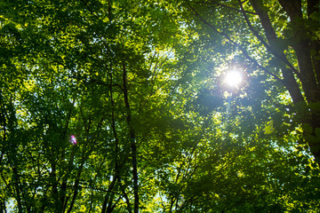Bright sun shining through the green leaves of the forset trees