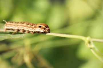 caterpillar on a leaf