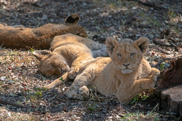 Three Baby Lion cubs in Kruger National Park in South Africa