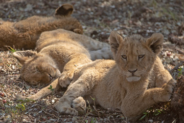 Fototapeta na wymiar Three Baby Lion cubs in Kruger National Park in South Africa