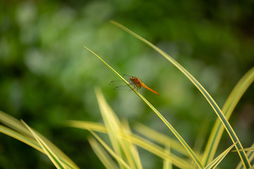 View of a red dragonfly