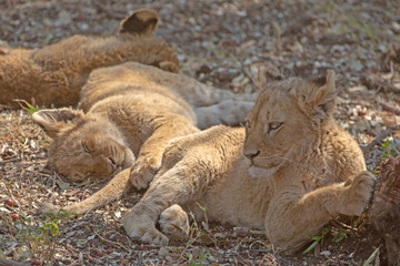 Three Baby Lion cubs in Kruger National Park in South Africa