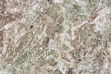 nature of sea grunge stone rock with lichens texture for background.