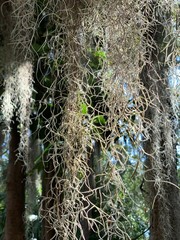 sunlight in the trees and spanish moss