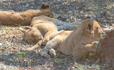 Three Baby Lion cubs in Kruger National Park in South Africa