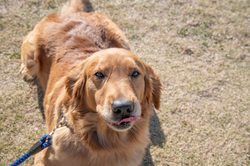 Obraz premium 世界の名犬牧場