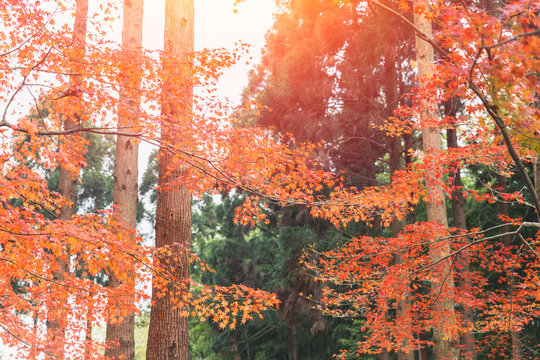 Japan Autume beautiful red maple tree leaf for Kyoto November travel banner background.