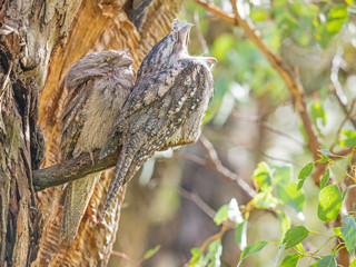 A Pair of Tawny Frogmouths