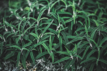 spring green grass and blurred background