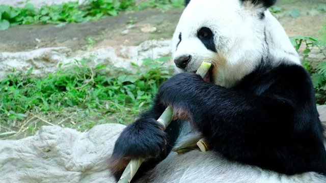 Giant panda bear playing and lying cute on bed, animal