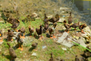 #some ducks in nature of billions 