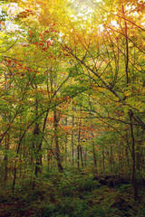 Fall colour seen from inside of the forest, on King Mountain trail in Gatineau Park, near Ottawa, Canada. A forest of trees turning red and orange. Gatineau Park, Quebec, Canada