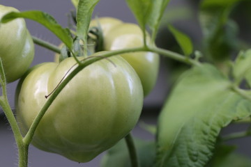 Close up of green tomatoes on the vine