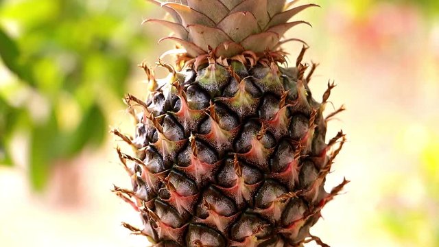 A pineapple growing on stem at tropical garden, close up view.