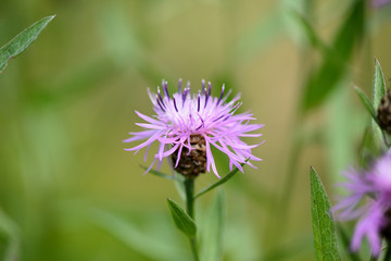 Meadow сornflower (Centaurea jacea) close-up blooms in a summer meadow on a sunny day