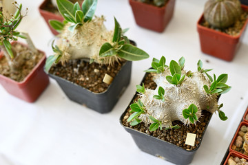 Succulent with special shape.