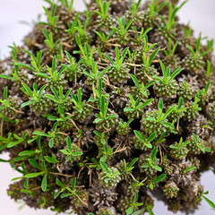 Succulent with special shape.