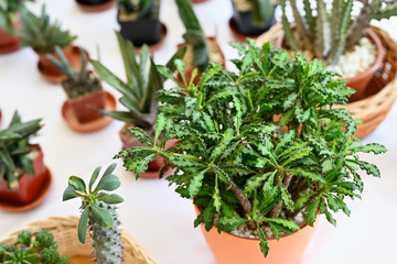 Succulent with special shape.