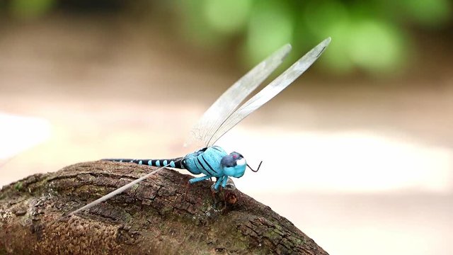 Dragonfly model sits on tree trunk. Insect as decoration at garden.