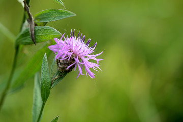 Meadow сornflower (Centaurea jacea) in a summer meadow on a sunny day close-up